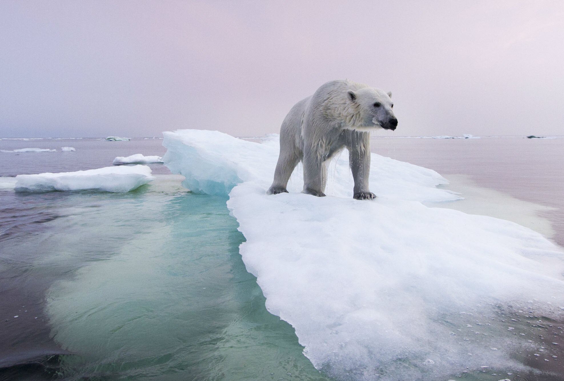 Hình ảnh băng gấu bắc cực