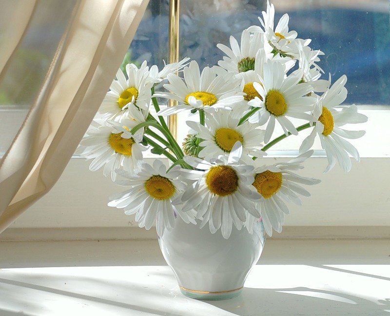 hình ảnh hoa cúc trắng nền đen | Z photos