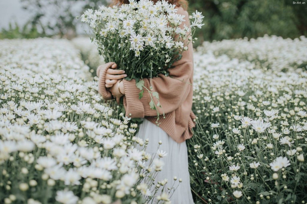 Hoa Cúc Trắng  Miễn Phí vector hình ảnh trên Pixabay