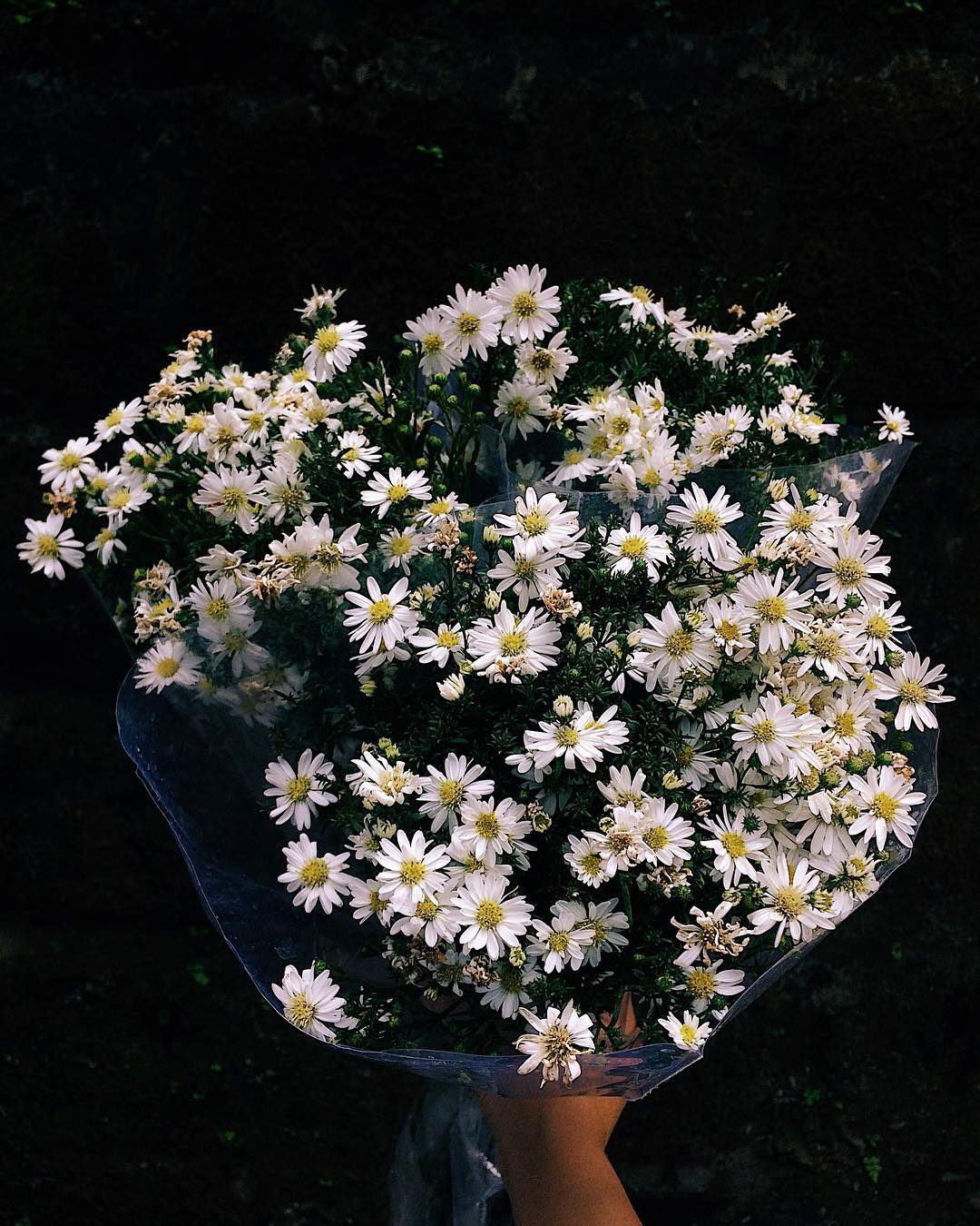 Hình ảnh hoa cúc phủ trắng