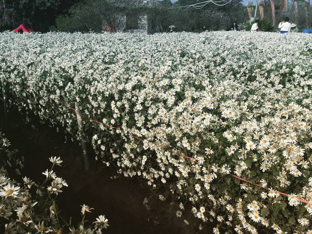 Hình ảnh vườn hoa cúc trắng đang nở rộ