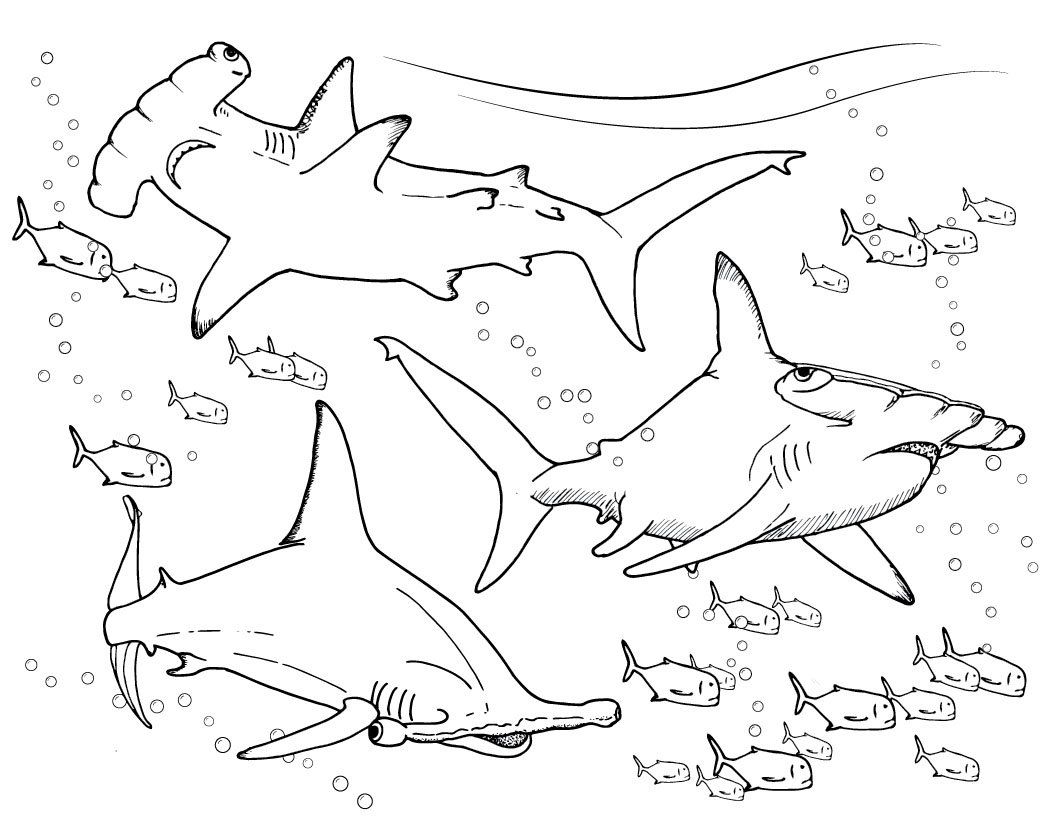 Hammerhead shark coloring