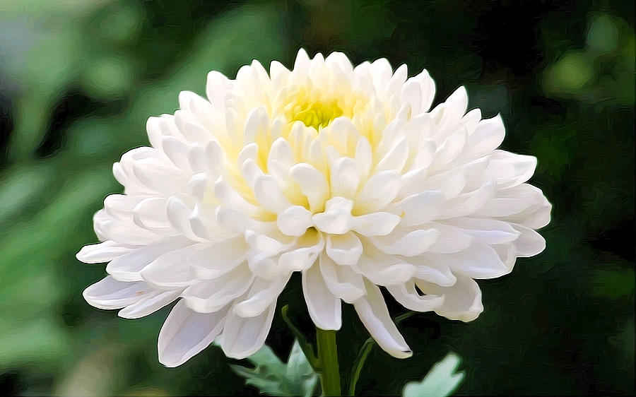 Hình ảnh về hoa cúc trắng đẹp nhất