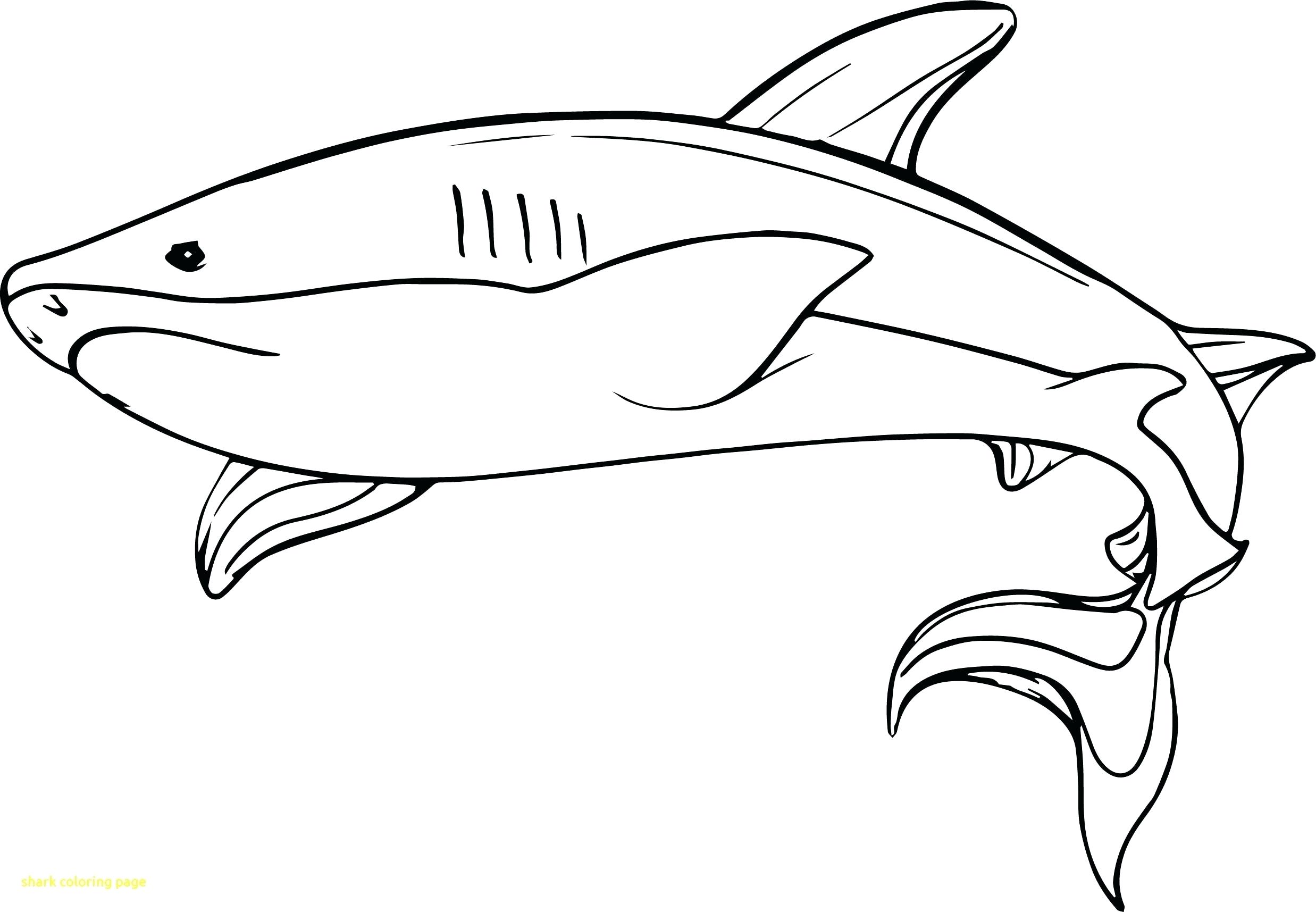 Tổng Hợp 55+ Về Hình Tô Màu Cá Mập Hay Nhất - Du Học Akina