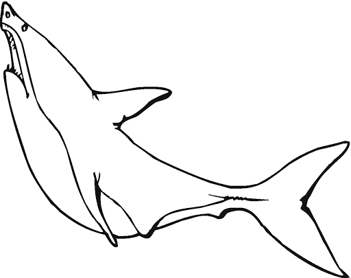 Tranh tô màu đẹp nhất hình cá mập
