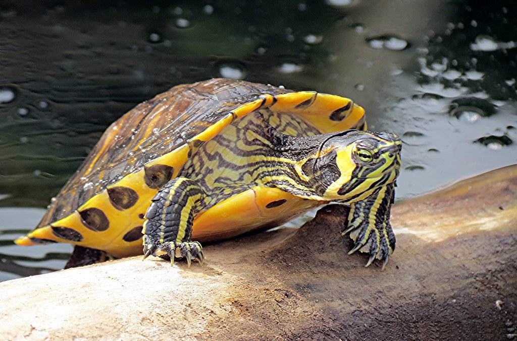 Một con rùa vàng xinh đẹp trên bụng
