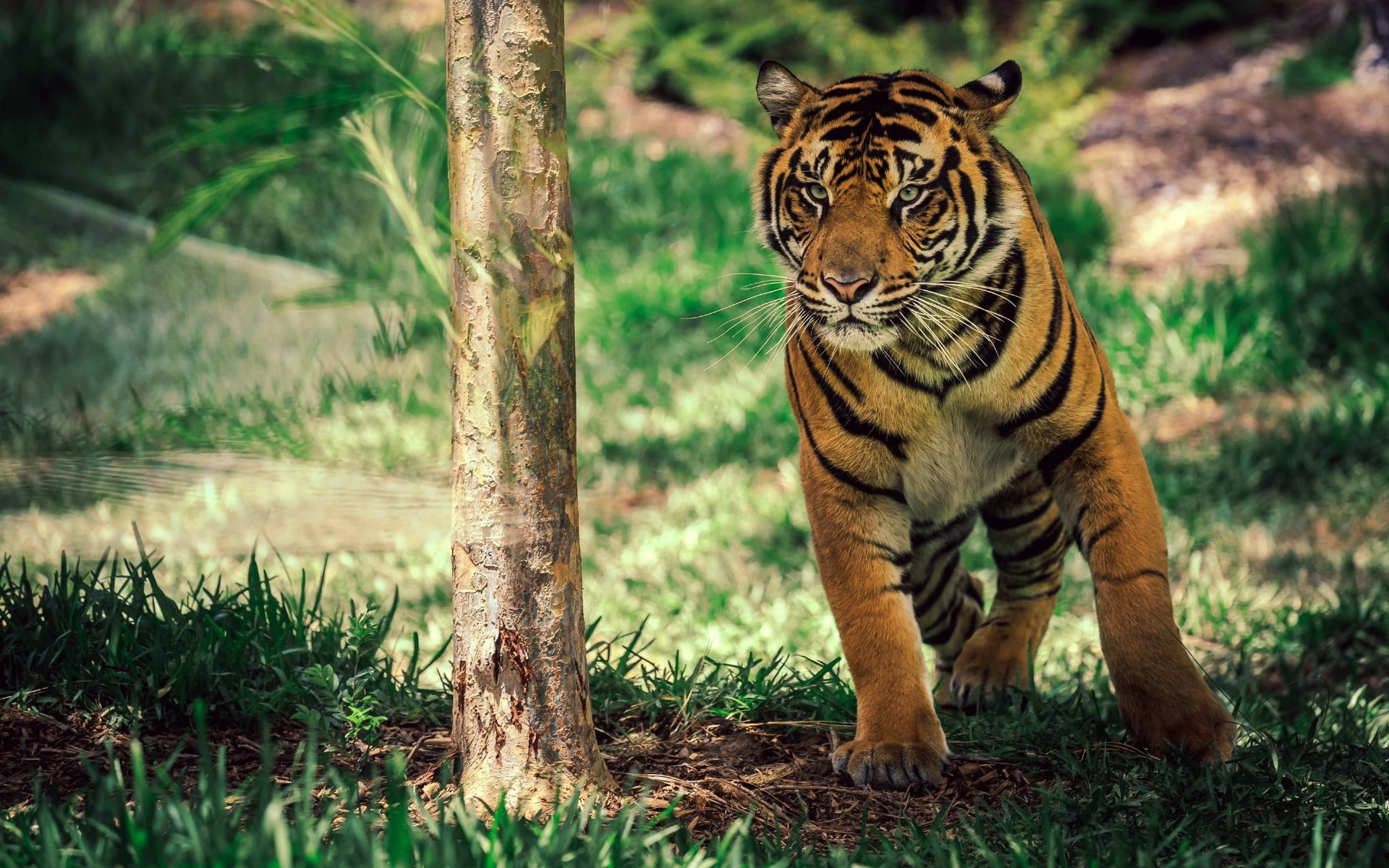 Hình ảnh con hổ đẹp nhất