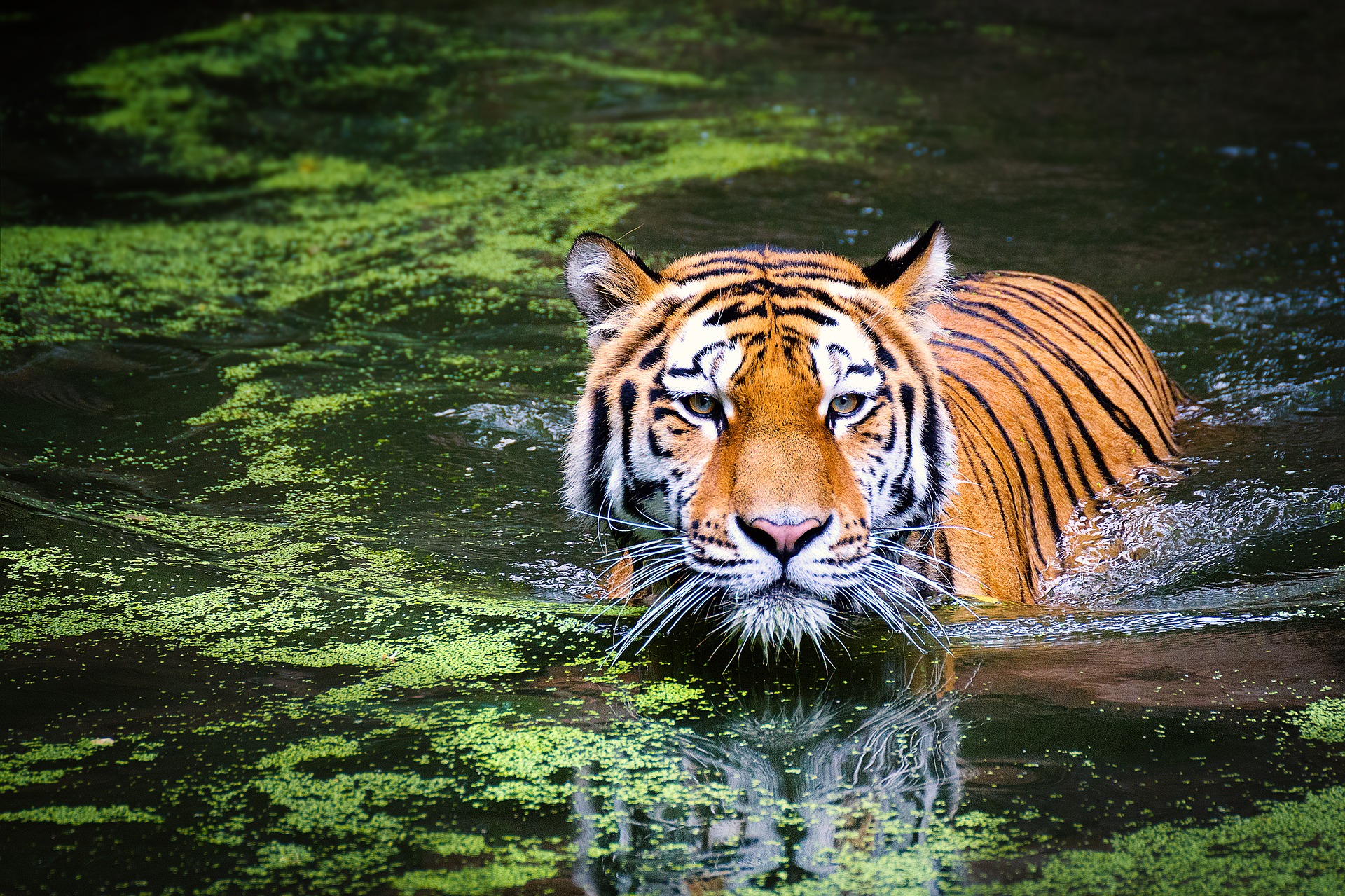 Hình ảnh con hổ lội nước đẹp