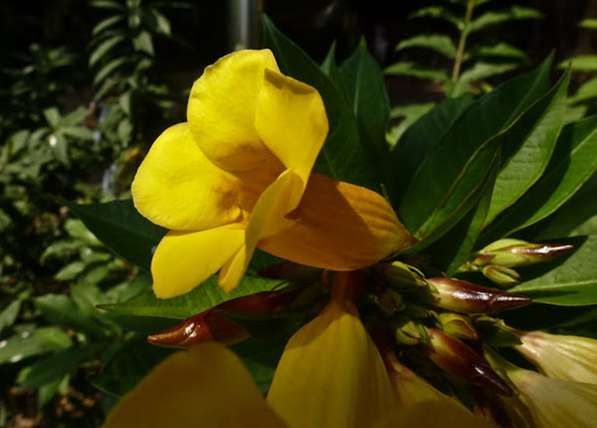 Hình ảnh đẹp nhất về hoa Quỳnh Anh