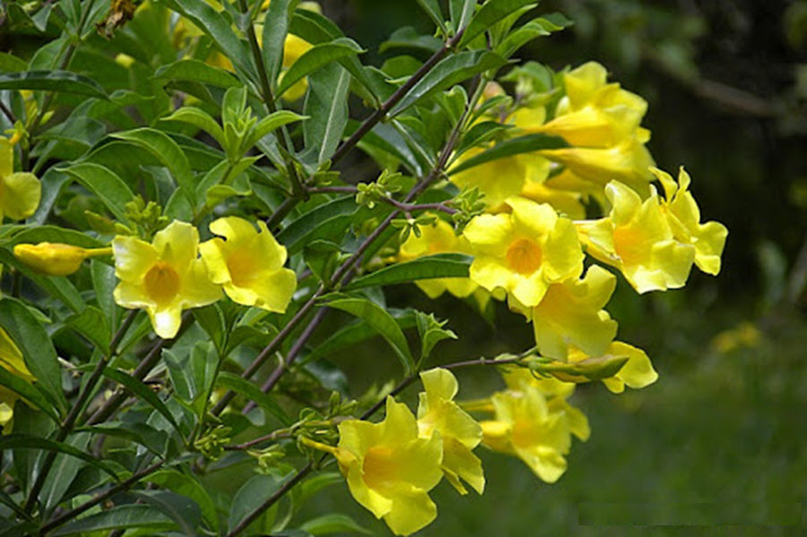 Hình ảnh đẹp về hoa Quỳnh Anh