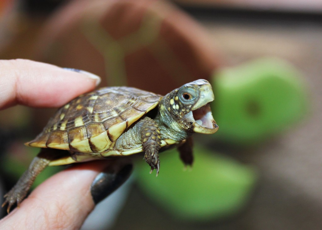 Hình ảnh rùa mini đẹp nhất