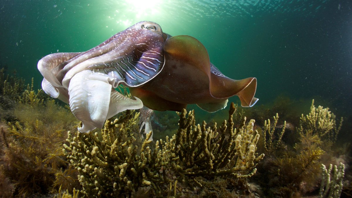 Ảnh đẹp về các loài mực dưới đại dương