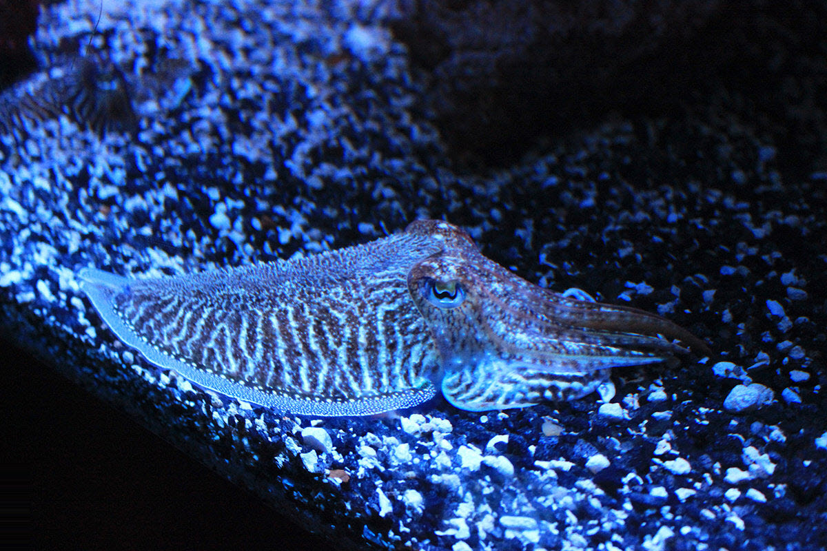 Cuttlefish greyloch images