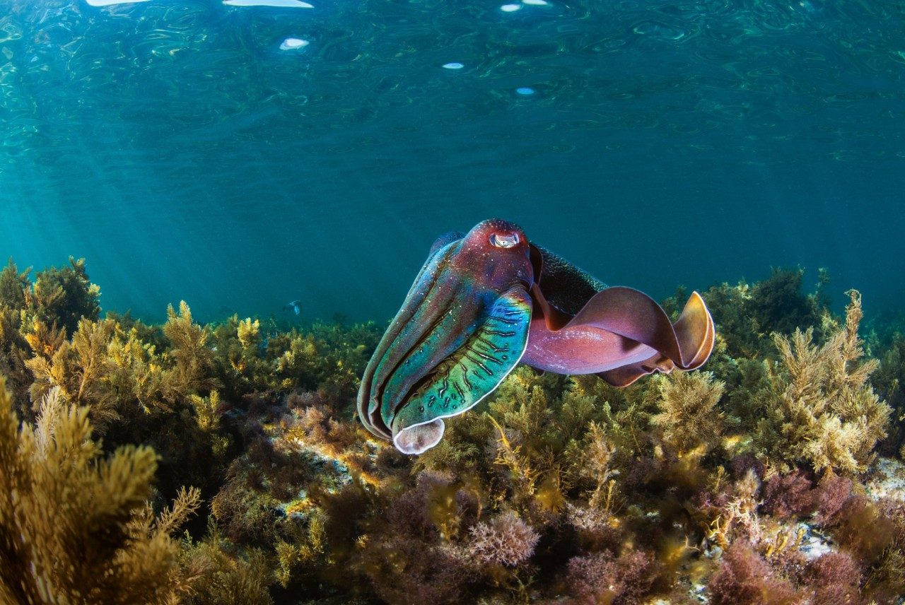 Hình ảnh cá mực và rặng san hô cực đẹp
