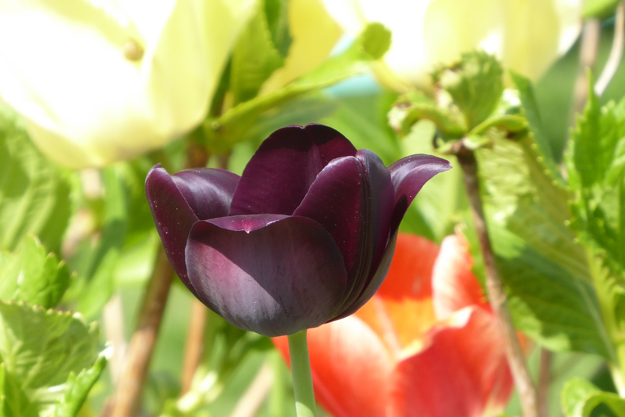 Ảnh bông hoa Tulip đen cực đẹp