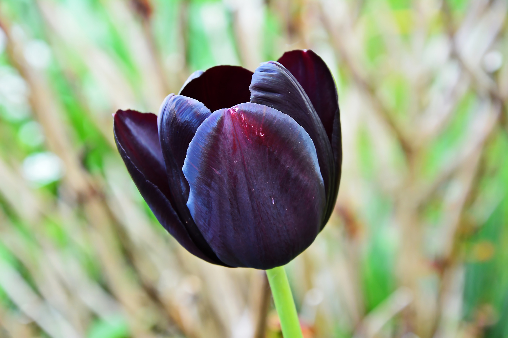 Ảnh bông hoa Tulip đen đẹp