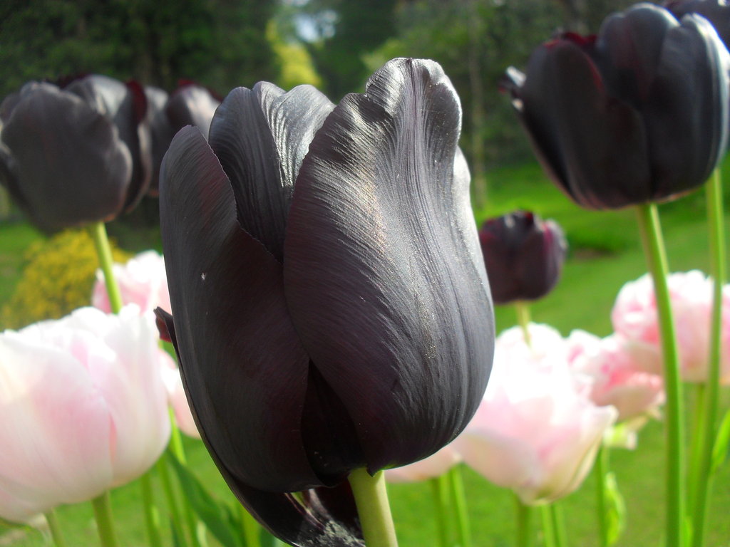 Ảnh bông hoa Tulip đen to, đẹp nhất