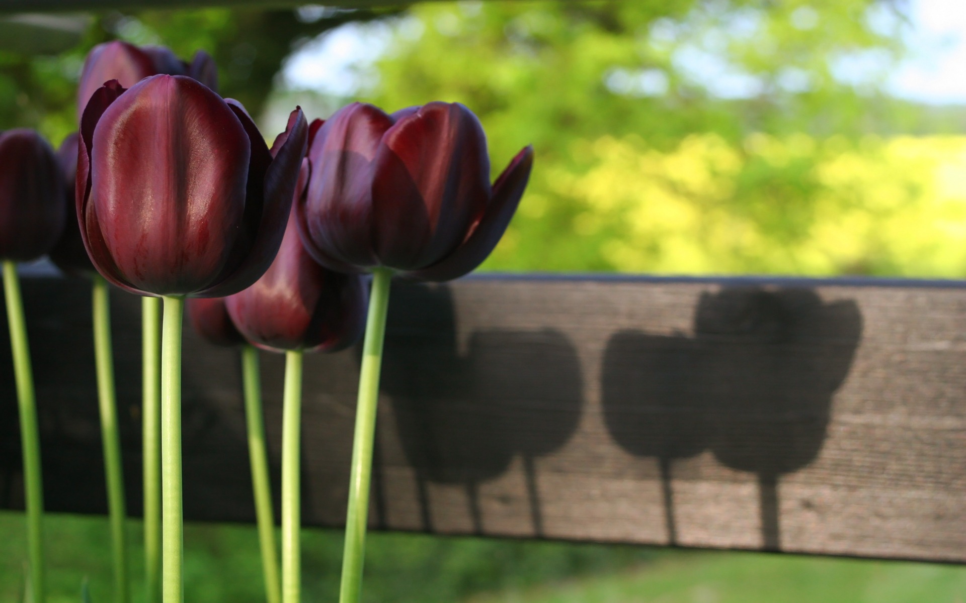 Ảnh đẹp về loài hoa Tulip đen