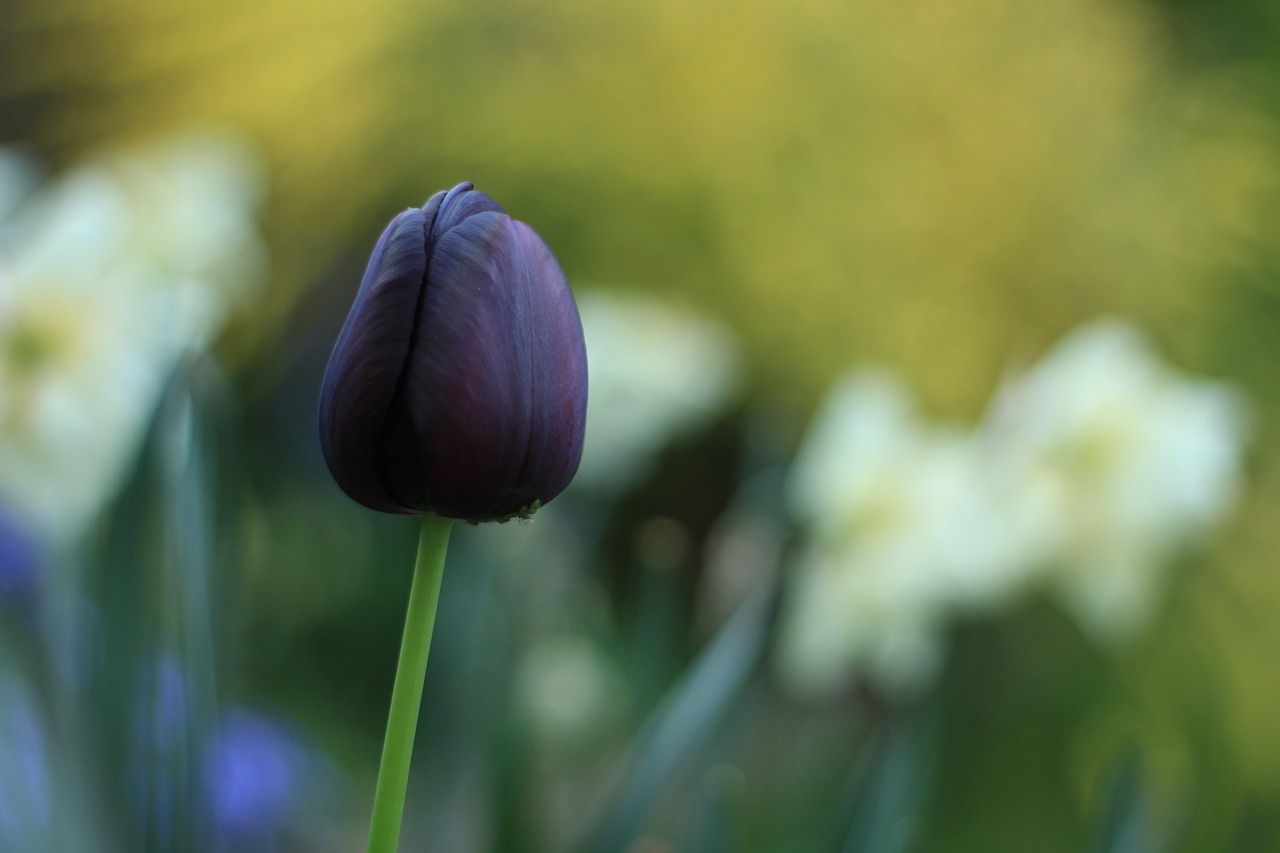 Ảnh hoa Tulip Black
