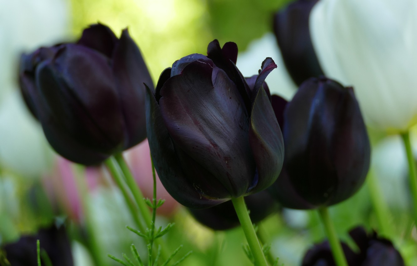 Ảnh hoa Tulip đen cực đẹp