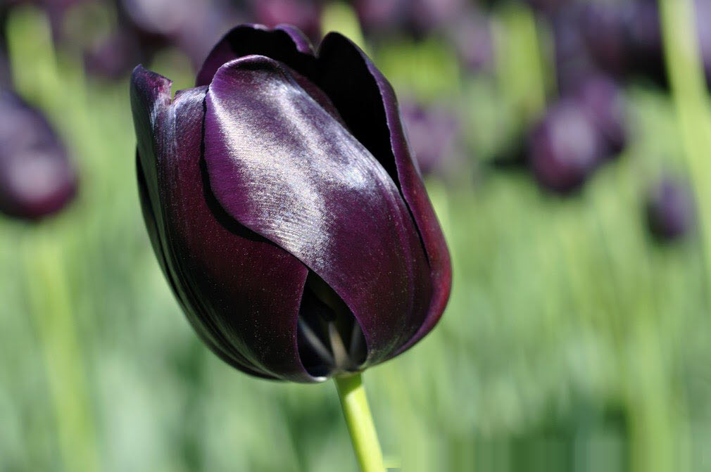 Ảnh hoa Tulip đen đẹp