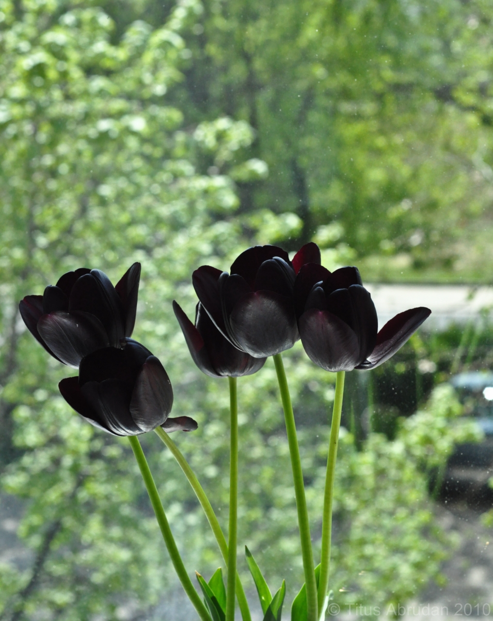 Ảnh hoa Tulip đen nở bên ô cửa sổ