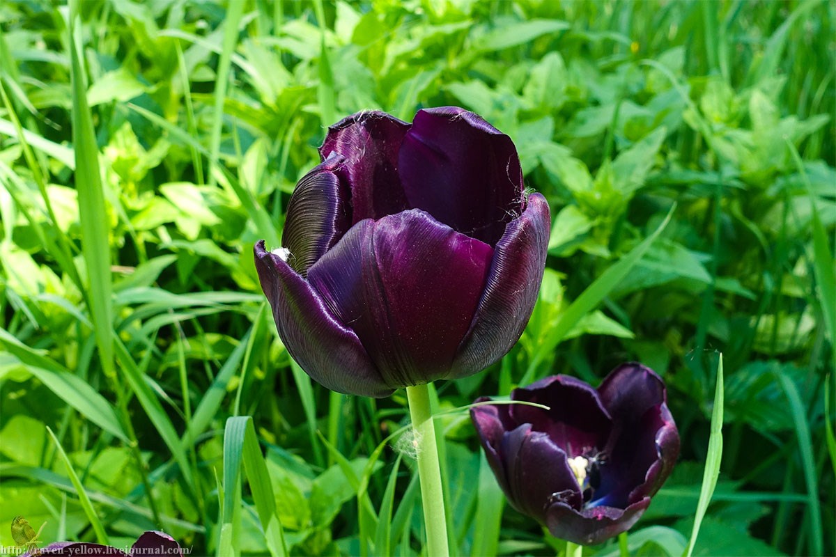 Ảnh hoa Tulip đen rạng ngời bên thảm cỏ xanh