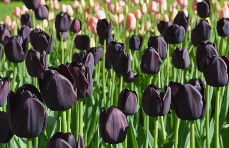 Ảnh những bông hoa Tulip đen khoe sắc