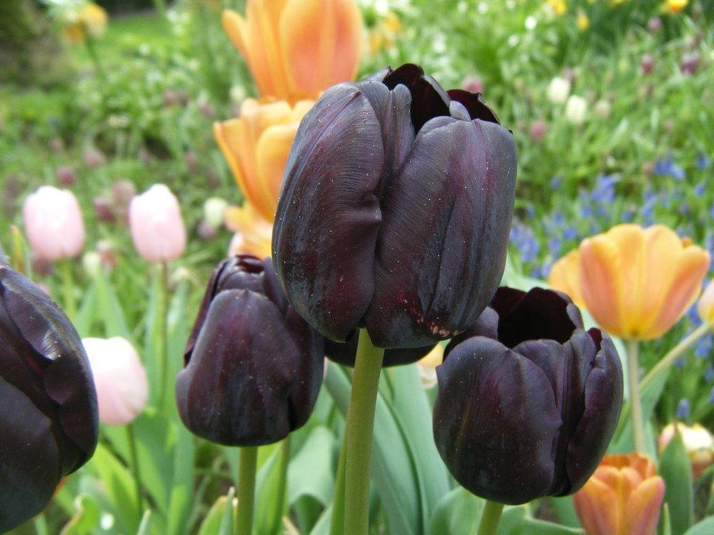 Black Tulips Picture