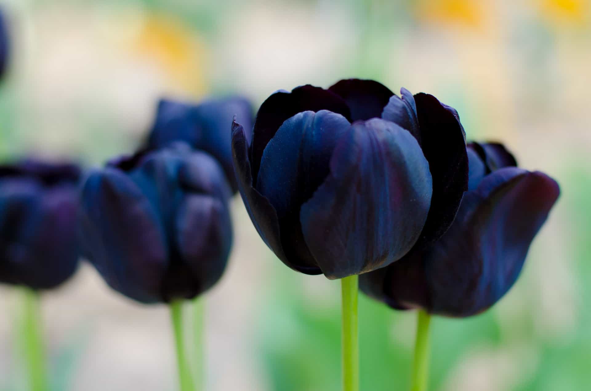Black Tulips Wallpaper