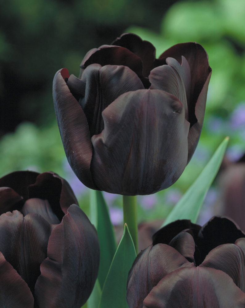 Hình ảnh hoa Tulip đen đẹp nhất