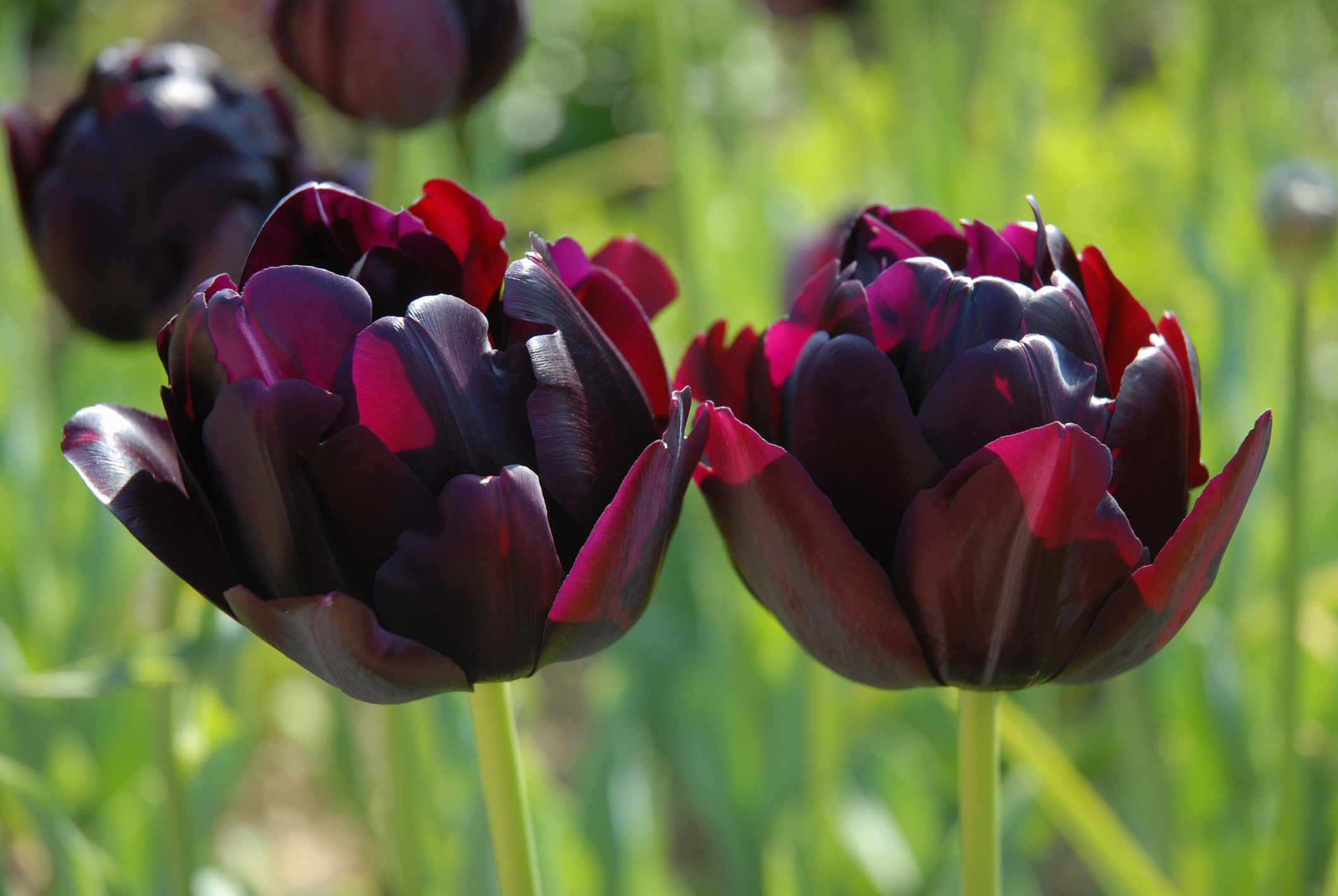 Hình hoa Tulip đen đẹp rạng ngời