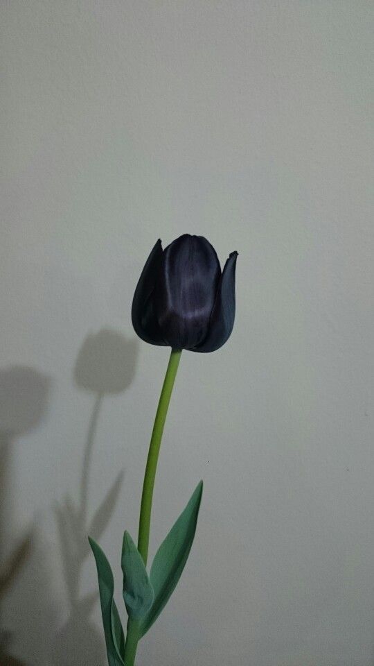 Hình nền điện thoại bông hoa Tulip đen
