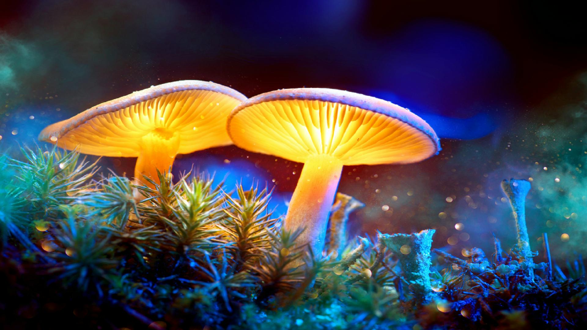 Magic Mushroom Wallpaper