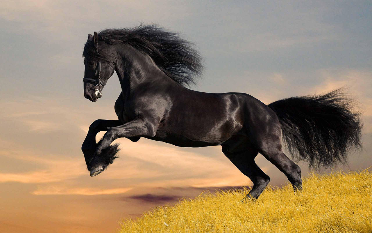 Hình ảnh ngựa đẹp