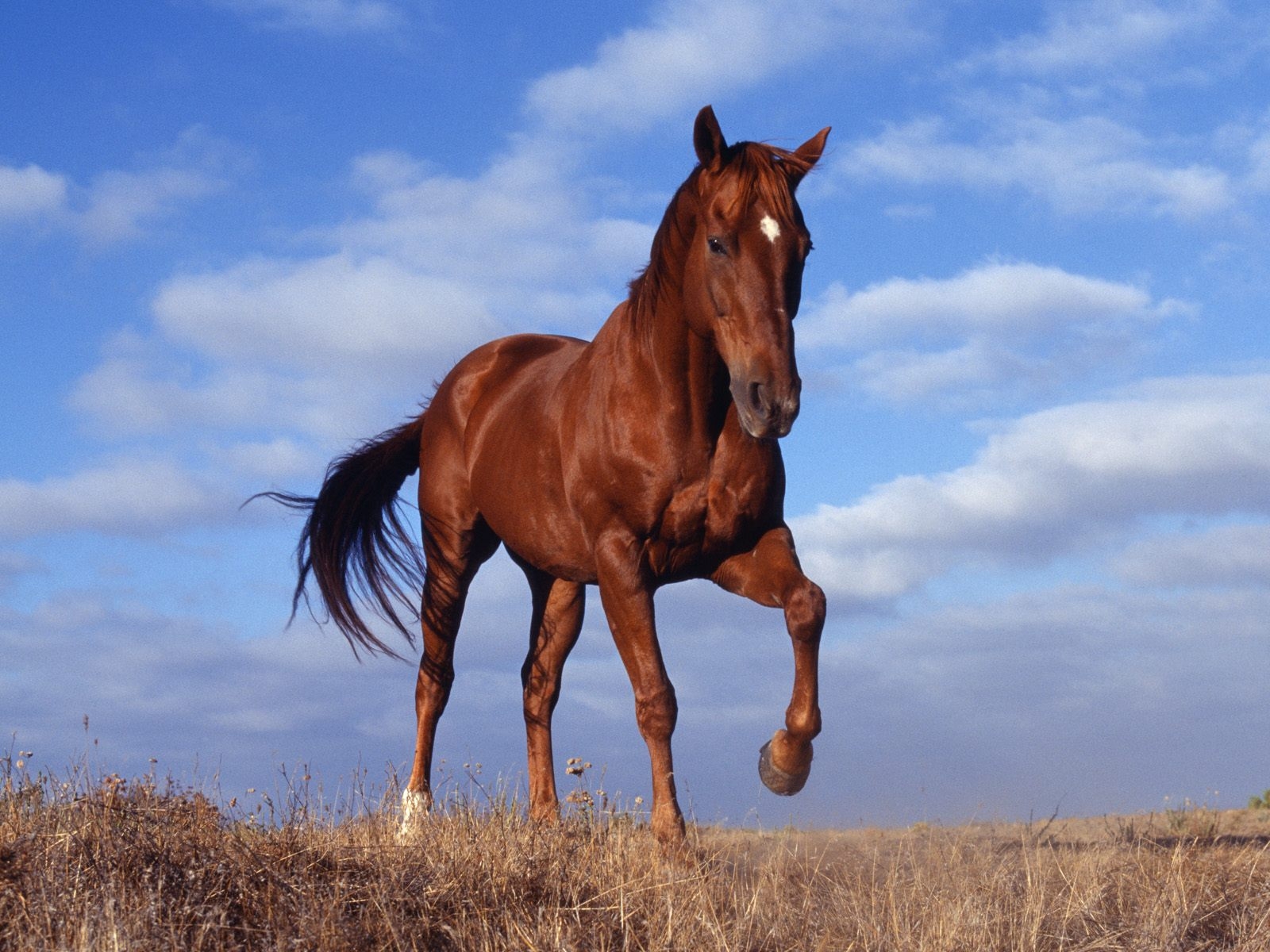 Hình ảnh con ngựa đẹp