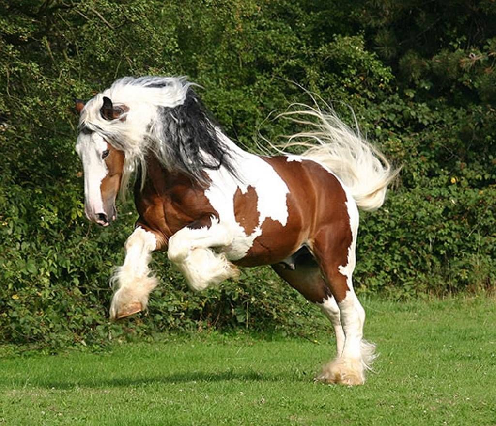 Hình ảnh con ngựa trắng nâu