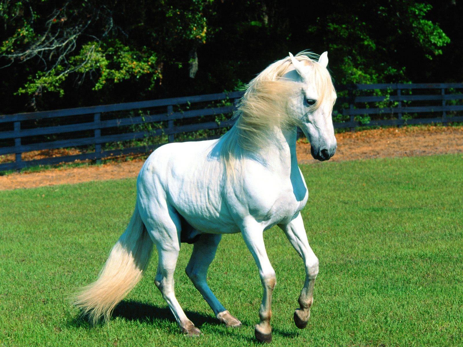 Hình ảnh đẹp về con ngựa