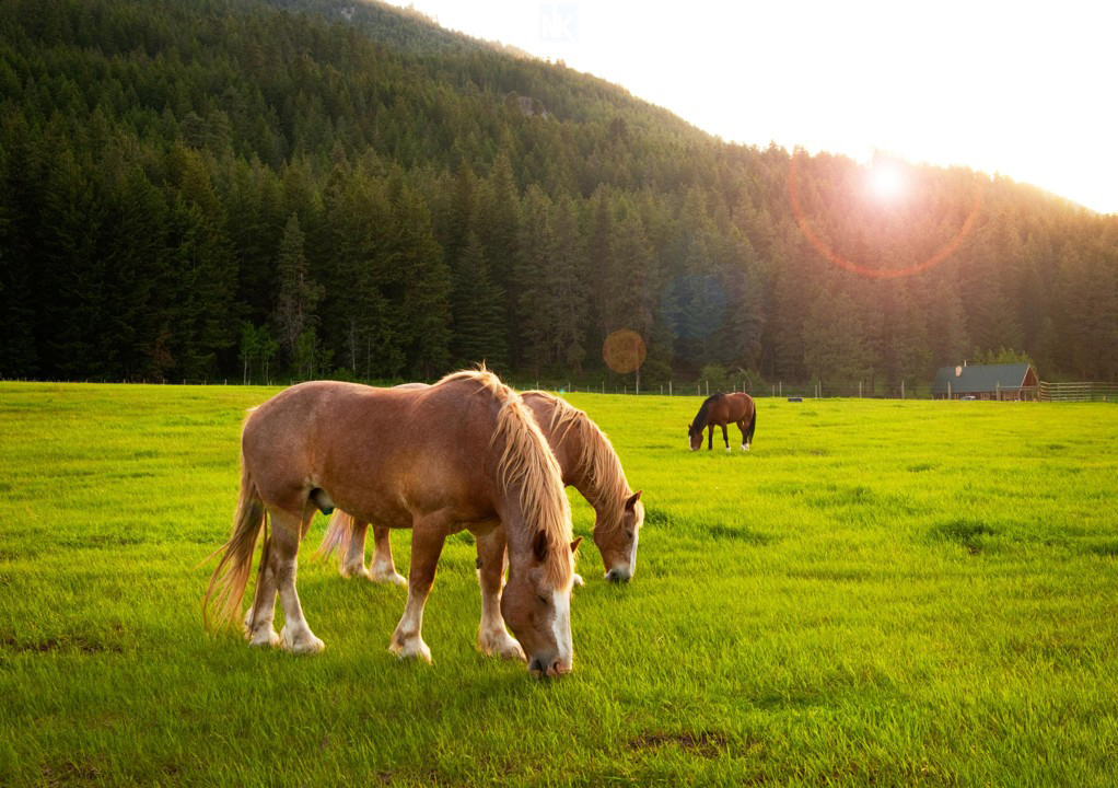 Hình ảnh ngựa ăn cỏ