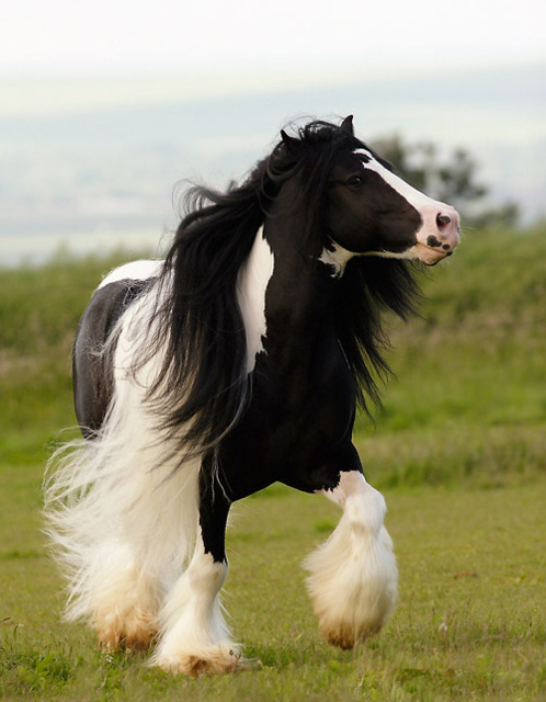 Hình ảnh ngựa đẹp và độc