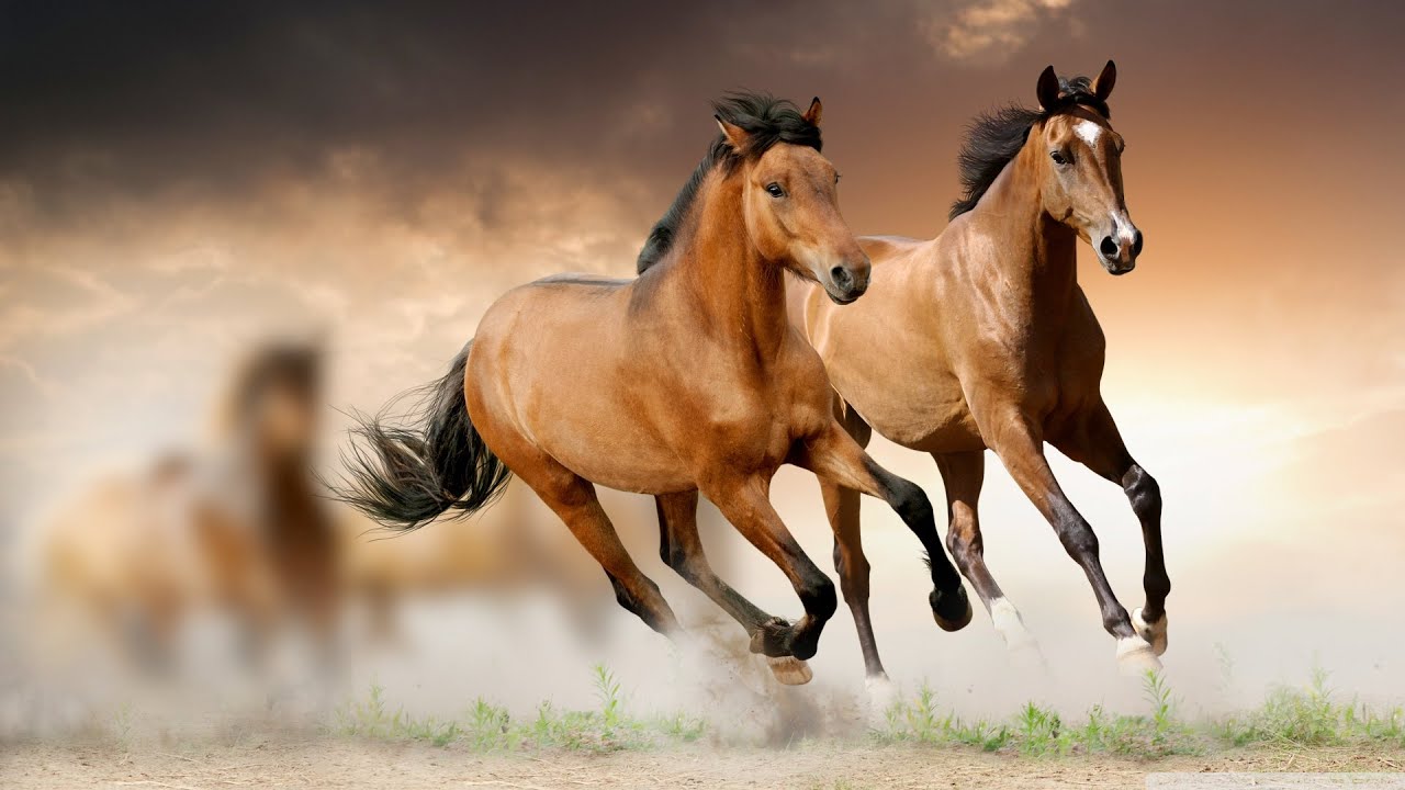 Hình ảnh ngựa phi nước đại