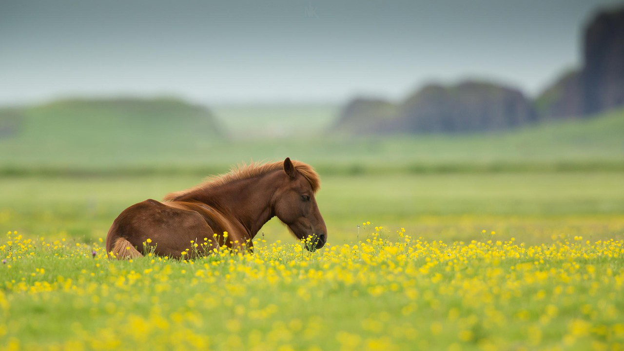 Hình ảnh ngựa trên cánh đồng đẹp nhất