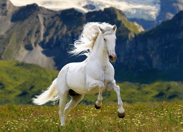 Hình ảnh ngựa trên cánh đồng