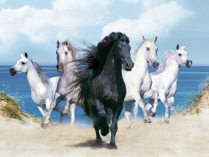 Hình ảnh ngựa