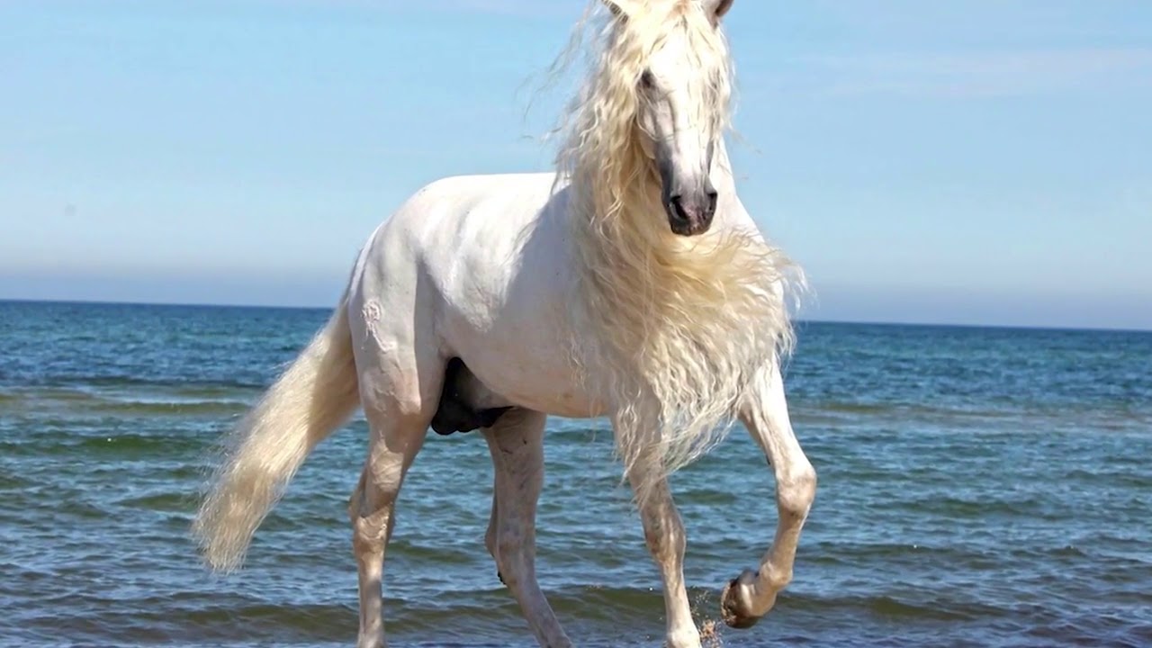 Hình ảnh về ngựa