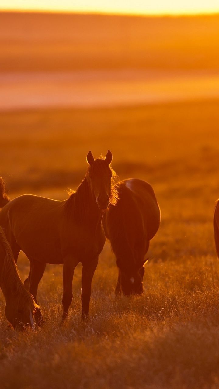 Hình ảnh ngựa đẹp | Z photos