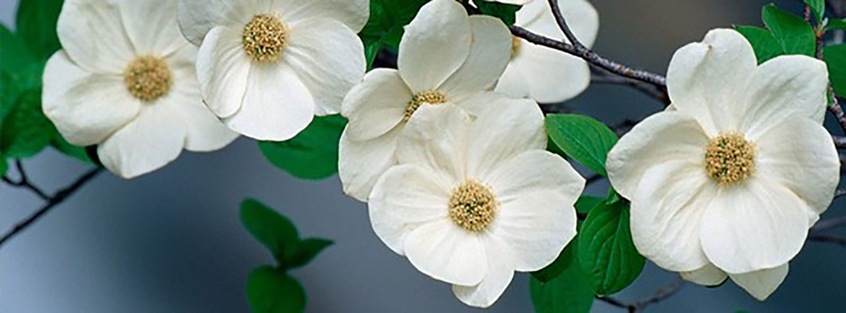Ảnh bìa của một cành hoa trắng đẹp