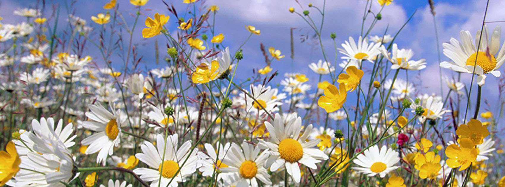 Ảnh bìa những bông hoa dại màu trắng màu vàng cực đẹp
