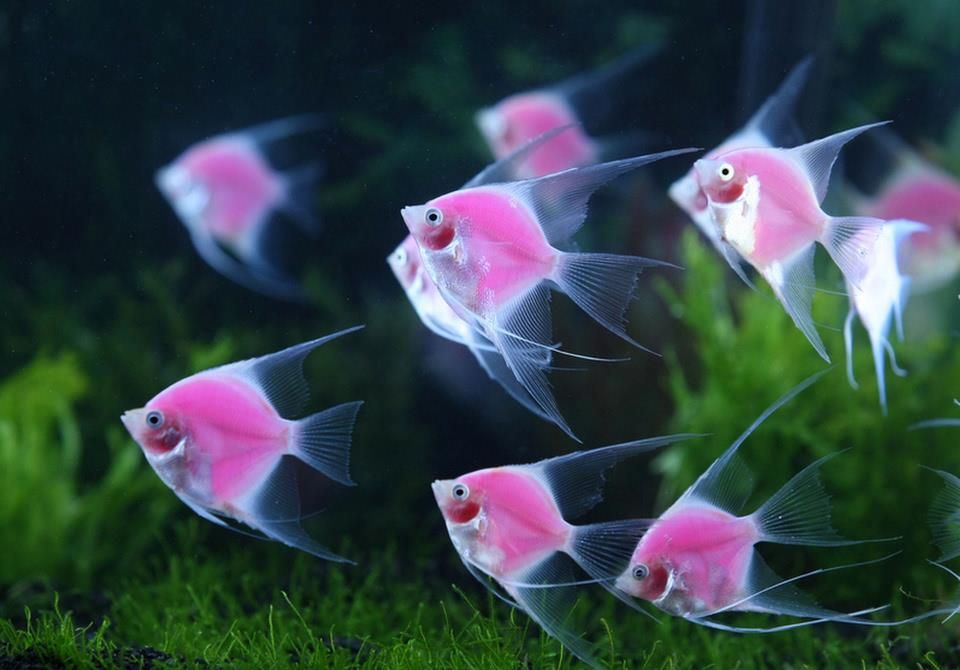 Hình ảnh con cá diêu ​​hồng