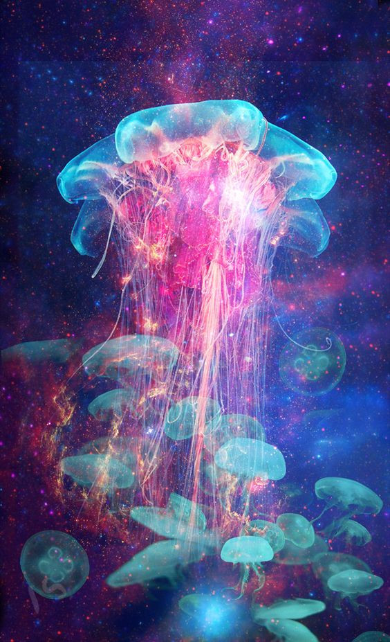 Hình ảnh con sứa rất đẹp